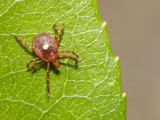 Bioengineered Tick Causing Meat Allergy!